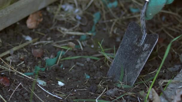 Gärtner Graben Loch Der Erde Für Die Bepflanzung Nahaufnahme Zoom — Stockvideo