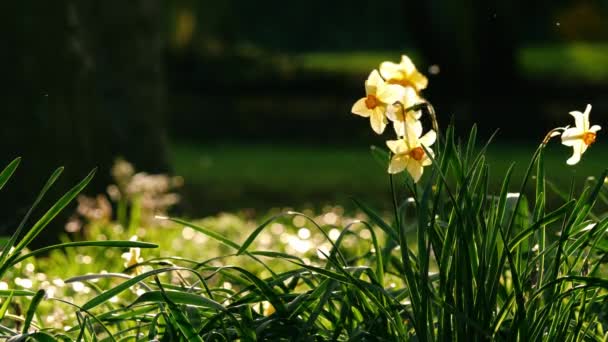 Påsklilja Narcissus Blomma Växer Skogspark Våren Bred Slow Motion Selektivt — Stockvideo