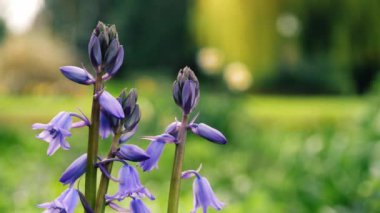 İngiliz ilkbaharında BlueBell çiçek tomurcuklanması 4k yavaş çekim seçici odağı kapatın