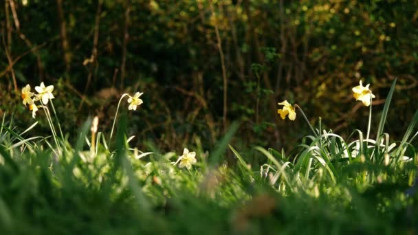 Narciso Narciso Flor Creciendo Parque Forestal Primavera Amplio Cámara Lenta — Vídeos de Stock