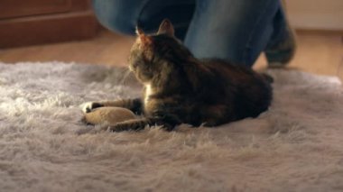 Kedi sahibi kediyle ev yapımı halı üzerinde oynuyor. 4K seçici odak noktası.