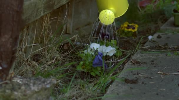 Κηπουρός Πότισμα Πανσές Λουλούδια Κίτρινο Πότισμα Μπορεί Μέτρια Ζουμ Αργή — Αρχείο Βίντεο