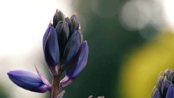 Bluebell Flower Budding English Spring Macro Close Slow Motion Selective — стоковое видео