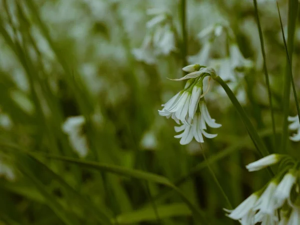 Delikatne Białe Dzikie Kwiaty Makro Zbliżenie Strzał Selektywny Ostrość — Zdjęcie stockowe