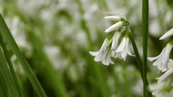 Zarte Weiße Wildblumen Makro Nahaufnahme Zoom Selektiver Fokus — Stockvideo