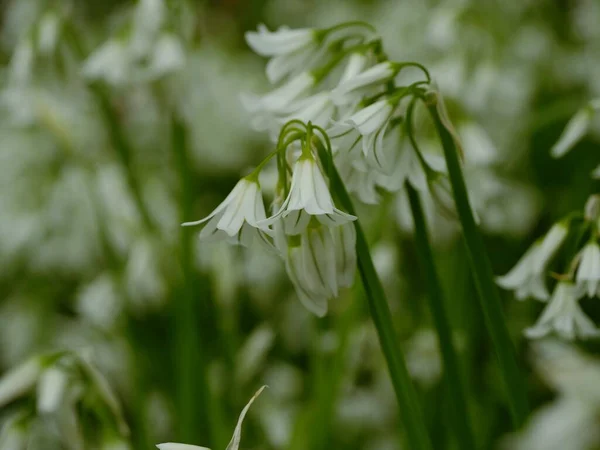 Delikatne Białe Dzikie Kwiaty Makro Zbliżenie Strzał Selektywny Ostrość — Zdjęcie stockowe