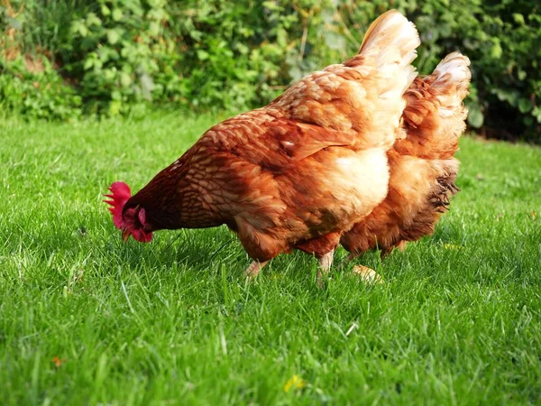 Çimen tarlasında besin için gagalayan özgür tavuklar seçici bir odak noktası.