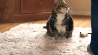 Kedi sahibi kediyle rahat ev halısı üzerinde oynuyor orta boy zoom seçici odaklanma