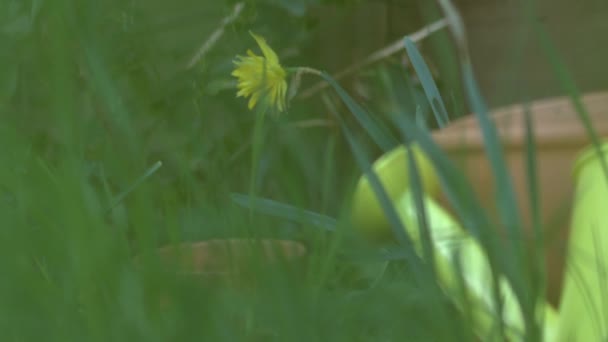 Påsklilja Blommor Med Gul Vattning Kan Medellång Slow Motion Zoom — Stockvideo