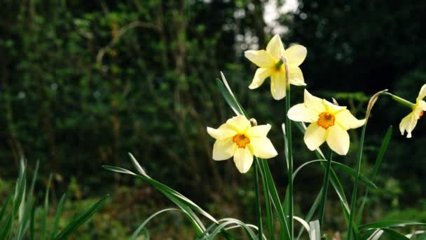 Daffodil Narcissus Квітка Росте Лісовому Парку Весною Середній Повільно Селективний — стокове відео