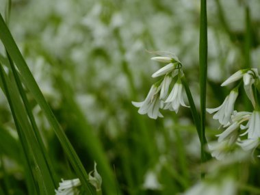 Hassas beyaz kır çiçekleri makrosu seçici odak noktasını kapat 