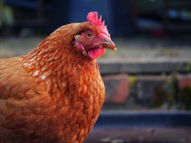 Kapalı portrede serbest gezinen tavuk seçici odak noktası