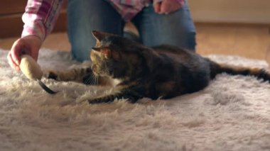 Kedi sahibi kediyle ev yapımı halı üzerinde oynuyor. 4K seçici odak noktası.