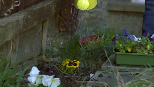 Gardener Watering Pansy Flowers Yellow Watering Can Wide Zoom Slow — Stock Video