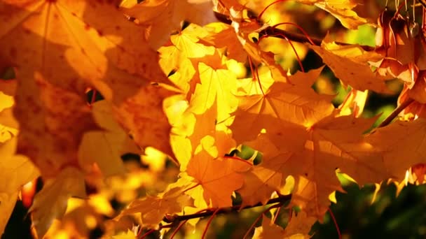 Golden Sycamore Árvore Folhas Outono Luz Solar Médio Câmera Lenta — Vídeo de Stock