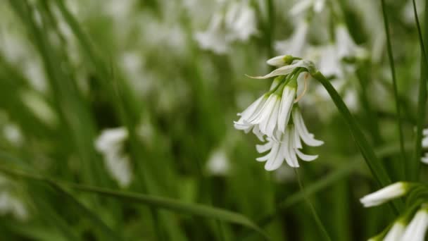 Delikatne Białe Dzikie Kwiaty Makro Zbliżenie Selektywne Ostrość — Wideo stockowe