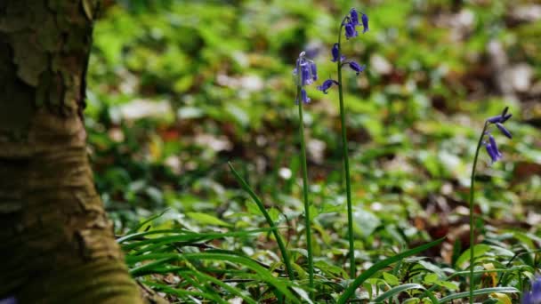 英語の春の森中のブルーベルの花の出芽4Kショット選択的フォーカス — ストック動画
