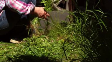 Kadın yabani otları temizliyor ve bahçedeki uzun otları yavaş çekimde temizliyor.