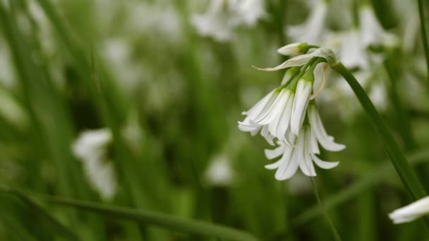 繊細な白い野の花マクロズーム選択的フォーカスを閉じます — ストック動画
