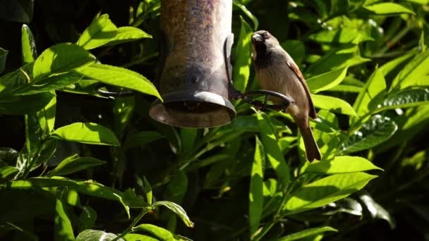 オス家Sparrow Perchesオン鳥フィーダーミディアムショット遅い動き選択的フォーカス — ストック動画