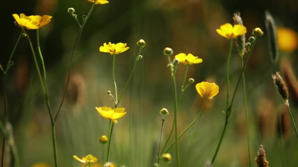 Buttercup Kwiaty Angielskim Lato Pole Bokeh Zbliżenie Strzał Powolny Ruch — Wideo stockowe