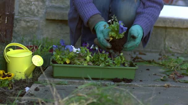 Tuinier Met Beddengoed Planten Mietjes Bloemen Medium Slow Motion Selectieve — Stockvideo