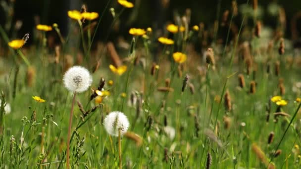 Buttercup Flowers Dandelions English Summer Field Bokeh Medium Shot Slow — Αρχείο Βίντεο