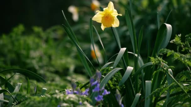 Квіти Нарцисів Дзвіночки Ростуть Лісовому Парку Весняний Час Повільний Рух — стокове відео