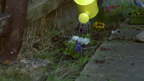 Gardener Watering Pansy Flowers Yellow Watering Can Medium Slow Motion — Stock Video
