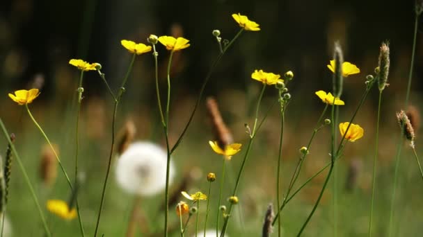 Цветы Кукурузы Одуванчики Английском Летнем Полевом Боке — стоковое видео