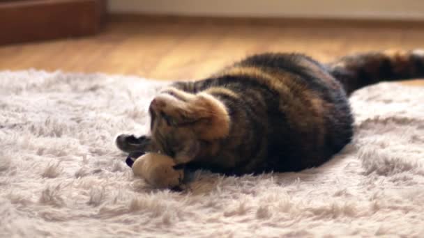 Каліко Кіт Грає Іграшкою Миші Затишному Домашньому Килимку Середнього Масштабу — стокове відео