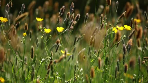 英国夏季田园中的蝴蝶花和蒲公英中弹慢动作选择性聚焦 — 图库视频影像