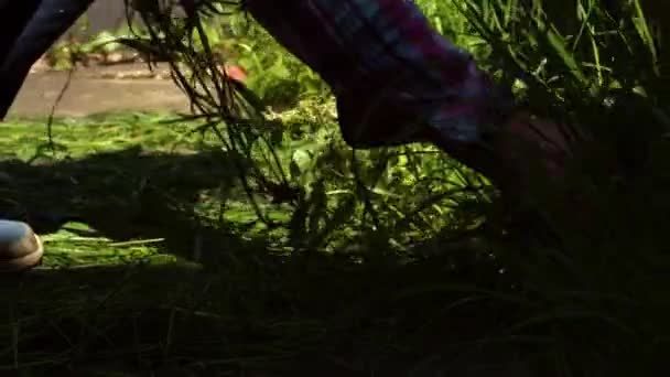 Woman Clearing Weeds Long Grass Garden Slow Motion Zoom Selective — Stock Video