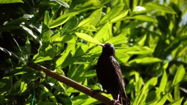 Starling ağaçta tünedi ve yavaş çekimde uzaklaştı seçici odaklanma