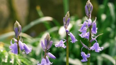 İngiliz ilkbaharında BlueBell çiçek tomurcuklanması 4k yavaş çekim seçici odağı kapatın