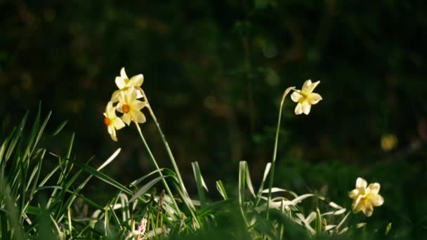 Narzissenblüte Wächst Waldpark Frühling Breit Zeitlupe Selektiver Fokus — Stockvideo