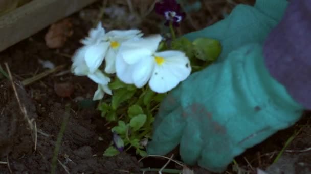 Ogrodnik Sadzenie Pościel Rośliny Bratek Kwiaty Zbliżenie Powolny Ruch Selektywny — Wideo stockowe