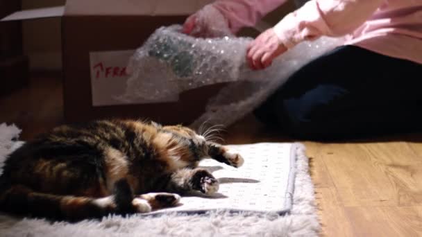 Stěhování Domů Mazlíček Kočka Balení Křehké Položky Bublinkové Zábal Medium — Stock video