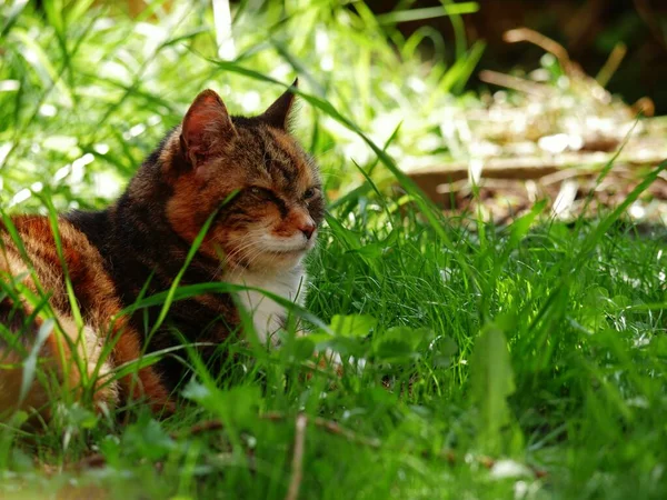 Yaşlı kedi bahçedeki çimenlerde dinleniyor. Sıcak bir günde. Orta karar seçici bir odak noktası.