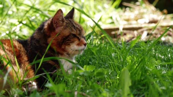 Літня Кішка Відпочиває Садовій Траві Тіні Спекотний День Середній Постріл — стокове відео