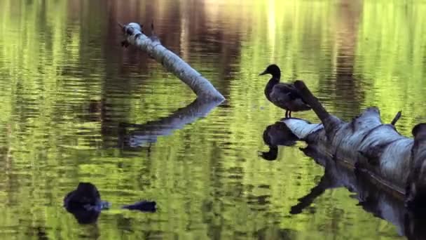 Canard Colvert Repose Sur Une Bille Dans Lac Grand Ralenti — Video