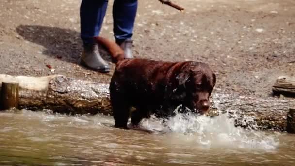 Шоколадный Лабрадор Собака Играет Брызги Воде Среднего Выстрела Селективного Фокуса — стоковое видео