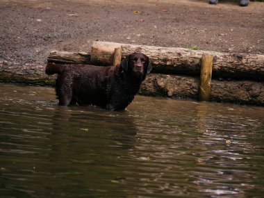 Çikolatalı Labrador Retriever köpeği su içinde oynuyor ve sıçrıyor.