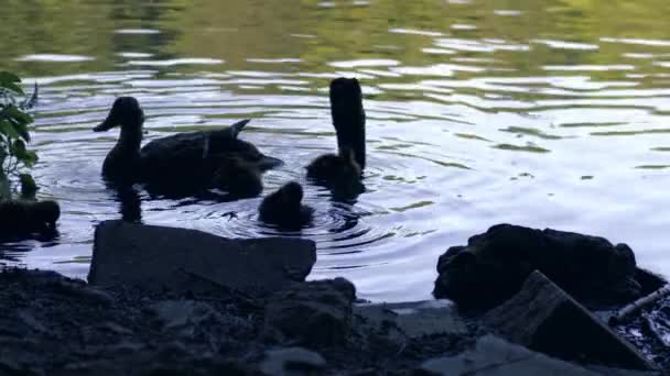 Famille Canards Avec Canetons Nageant Dans Eau Moyenne Slow Motion — Video