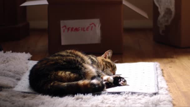 Переїзд Додому Домашньою Кішкою Сонливий Перед Коробками Середній Ляльковий Знімок — стокове відео