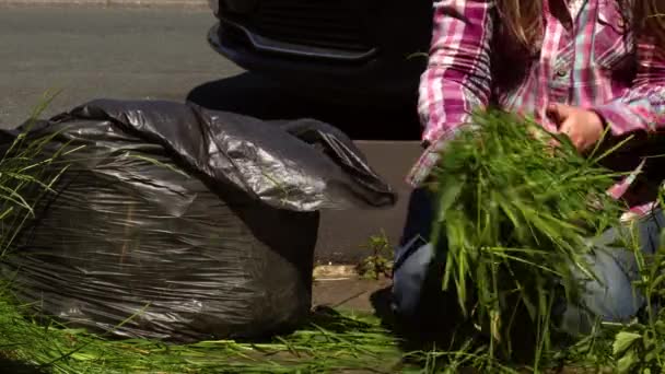 Bahçeyi Temizleyen Kadın Çimenleri Otları Atıyor Yavaş Çekimde Torbaya Koyuyor — Stok video