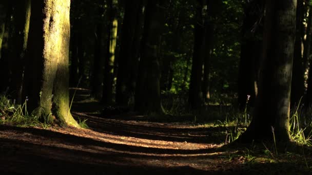 Çam Ormanı Gölgelik Benekli Işık Geniş Yavaş Çekim Seçici Odak — Stok video