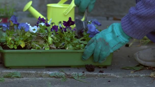 Gärtner Mit Einstreu Pflanzen Stiefmütterchen Blüten Nahaufnahme Zeitlupe Zoom Schuss — Stockvideo