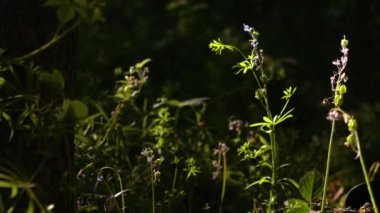 BlueBell çiçek tomurcuklanması ingiliz ilkbahar ormanlık ortamında 4k seçici odak noktası