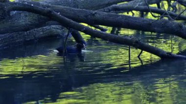 Göl kenarındaki ağaçların dallarında saklanan yaban ördeği. 4k yavaş çekim seçici odak noktası.